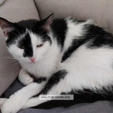 Photo 1/1 Choupette Chat lost in Nassogne