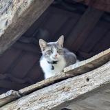 Picture of cat lost at Arandon