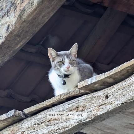 Photo 1/1 Mimi Chat lost in Arandon