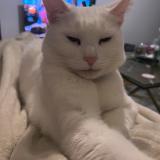 Picture of cat lost at Angouleme