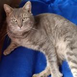 Picture of cat lost at Gueret