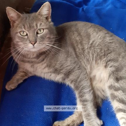 Photo 1/2 Loulou Chat lost in Gueret