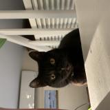 Picture of cat lost at Chalais