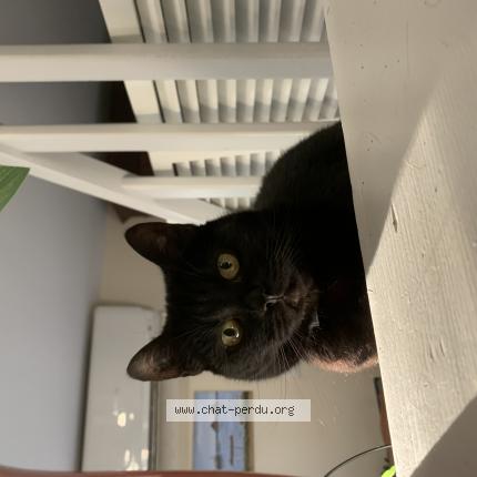 Photo 1/1 Minouche Chat lost in Chalais