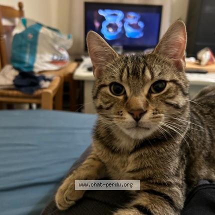 Photo 1/1 Doudou Chat lost in Nojeon en vexin