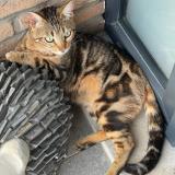 Picture of cat lost at Dison