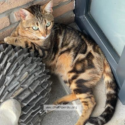 Photo 1/1 Cookie Chat lost in Dison