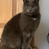 Picture of cat lost at Bischheim