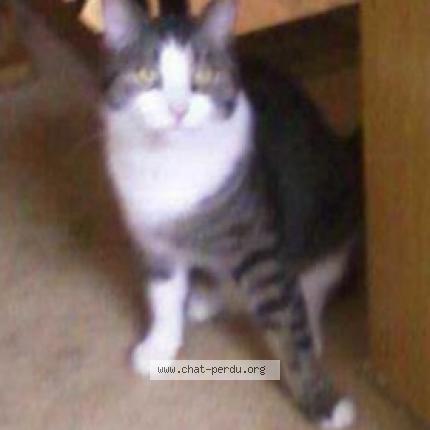 Foto van vermiste kat in Sambreville