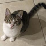 Picture of cat lost at Saunay