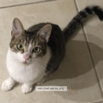 Photo 1/1 ABU Chat lost in Saunay