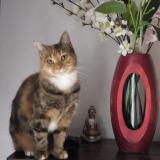 Picture of cat lost at Cantenay Epinard