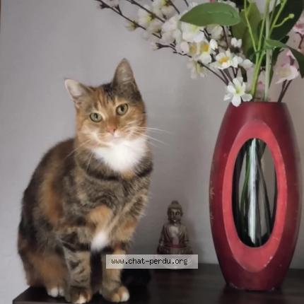 Photo 1/1 MIKOTO Chat lost in Cantenay epinard