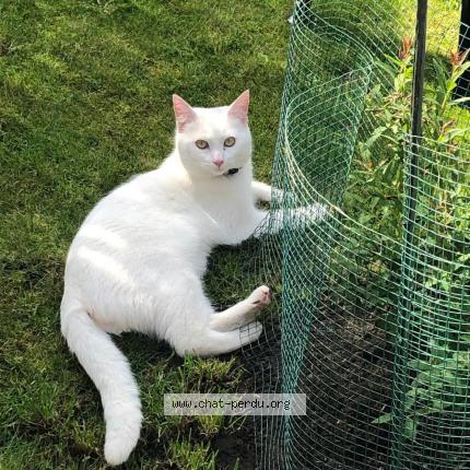 Foto 1/1 Kat teruggevonden Vermist in Rumes