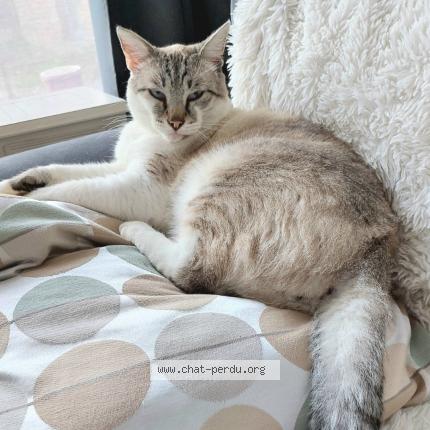 Foto van vermiste kat in Fernelmont