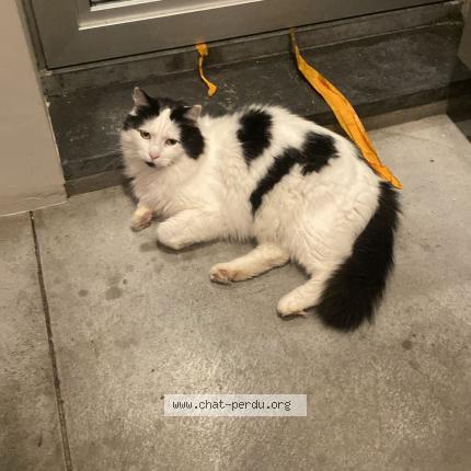 Foto 1/1 Kat teruggevonden Vermist in Ixelles