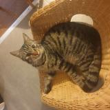 Picture of cat lost at Rieumes