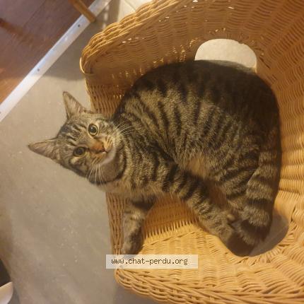 Photo 1/1 Rico Chat lost in Rieumes