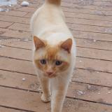 Picture of cat lost at Puidoux