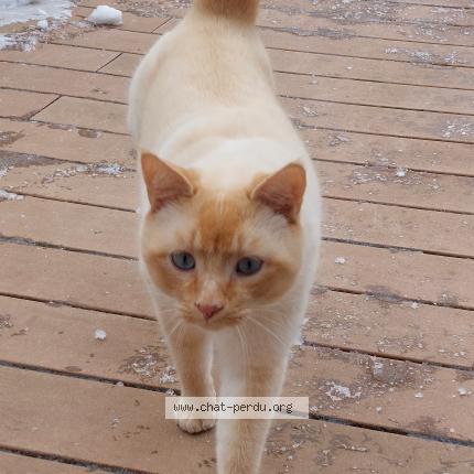 Photo 1/1 Calamin Chat lost in Puidoux