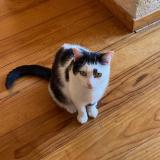 Picture of cat lost at Bordeaux