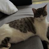 Picture of cat lost at Clichy Sous Bois
