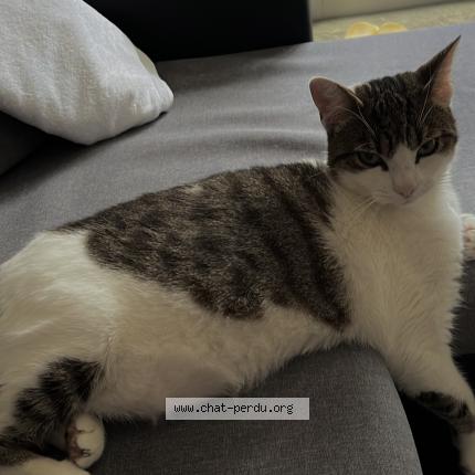 Photo 1/2 Miti Chat lost in Clichy sous bois