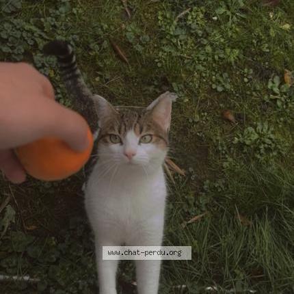 Photo 2/2 Miti Chat lost in Clichy sous bois