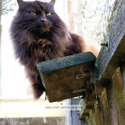 Photo 1/1 Bathsh&eacute;ba Chat lost in Beaumont en veron