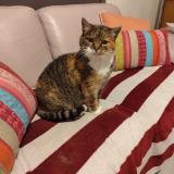 Picture of cat lost at Mons