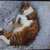 Picture of cat lost at Marennes Hiers Brouage