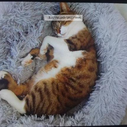 Photo 1/1 "Copain" Chat lost in Marennes hiers brouage