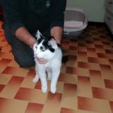 Picture of cat found at Epinal 88000