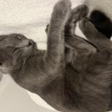 Picture of cat lost at Villeneuve De Marsan