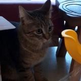 Picture of cat lost at Fontaine Le Comte