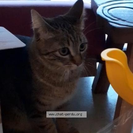 Photo 1/2 Zo&eacute; Chat lost in Fontaine le comte