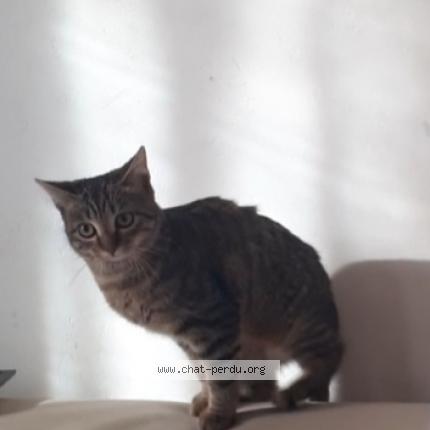 Photo 2/2 Zo&eacute; Chat lost in Fontaine le comte