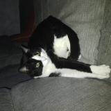 Picture of cat lost at Vroncourt