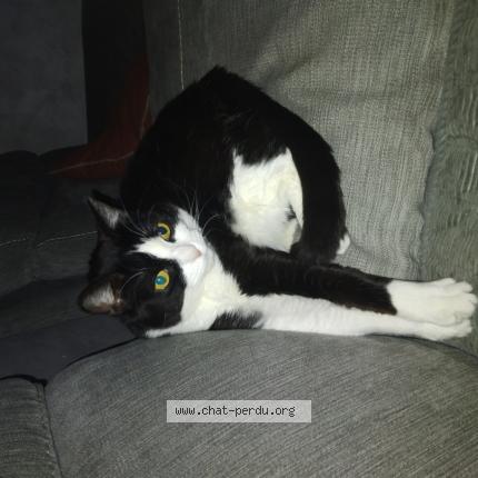 Photo 1/1 Pin-up Chat lost in Vroncourt