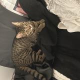 Picture of cat lost at Chavignon