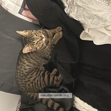 Photo 1/1 Arya Chat lost in Chavignon