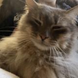 Picture of cat lost at Le Blanc