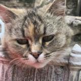 Picture of cat lost at Le Blanc