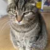 Picture of cat lost at Gagnac Sur Garonne