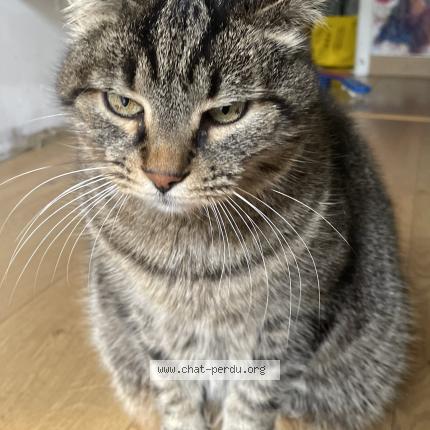 Photo 1/1 Shifou Chat lost in Gagnac sur garonne