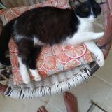 Picture of cat lost at Pergain Taillac