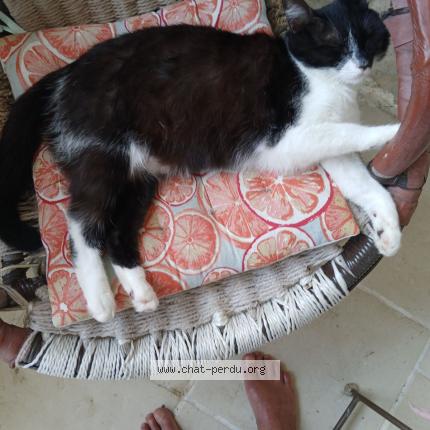 Photo 1/1 Gribouille Chat lost in Pergain taillac