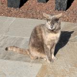 Picture of cat lost at La Roquette Sur Siagne