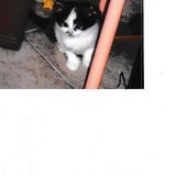 Picture of cat lost at La Riviere