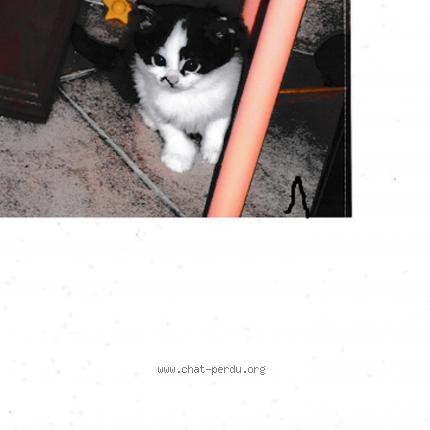 Photo 2/2 Zo&euml;lle Chat lost in La riviere